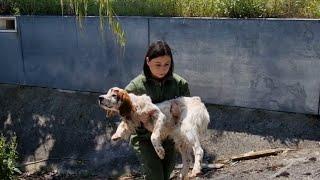 Abandoned dog found in the bottom of an empty pool, injured and unable to save himself.