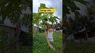 Abot kayang papaya