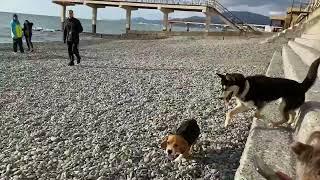 Beagle vs Husky. The continue…