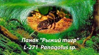 L-271 Панак "Рыжий тигр" / Panaqolus sp.