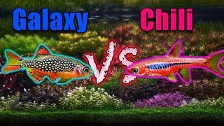 Tiny Fish Showdown! Galaxy Rasbora vs Chili Rasbora!