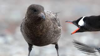 The Skua, Antarctica