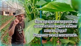 Булғор қалампирини ён шохи олингандан кейин нима бўлди?Бодринг экиш масаласи.