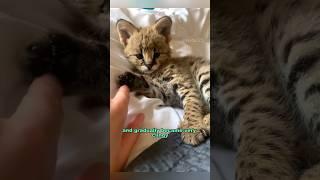 Found a serval cat #shortvideo #animals #rescue #healing #shorts