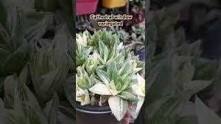 Haworthia#cathedral window variegated