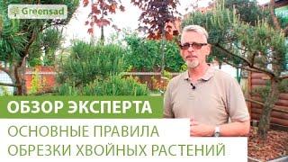 Как правильно обрезать хвойные растения