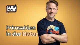 Primzahlen in der Natur