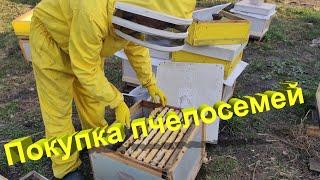 Покупка пчелосемей на племенной пасеке