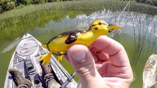 Are Bass Eating All The Ducklings???