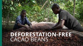 Tech helps Ivorian cacao meet EU new regulations