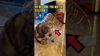 This Cat Got Addicted to Water ️