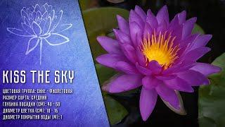 Nymphaea Kiss The Sky - Німфея Поцілунок Небес Нимфея Поцелуй Небес