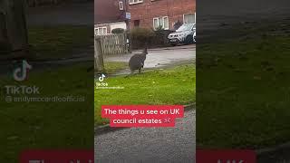 This Video Stinks Of Universal Credit #uk #memes #trending #trendingshorts #ukmemes #comedy #funny