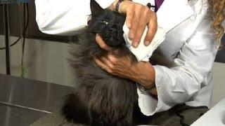 How to Clear Nasal Congestion in Kittens : Cat Health Care & Behavior