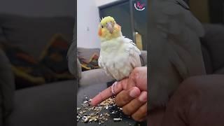 Rio Baby #cockatiel #parrot #cookiecookie #kookiekookie #shorts