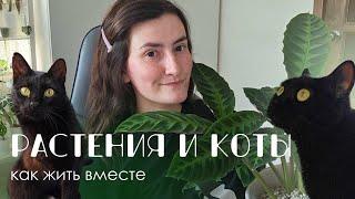 Комнатные растения и кошки: Как найти компромисс. Безопасные для кошек растения.