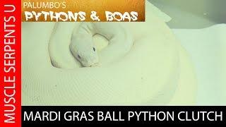 EGGS GALORE! MARDI GRAS BALL PYTHON CLUTCH