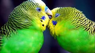 10 hours! Singing, tweeting budgerigars Great company for your birds