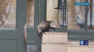 Opossum captured in downtown Honolulu