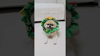 햄버거가 되버린 귀여운 강아지 #funnyshorts #pomeranian #포메라니안 #강아지 #pets #반려견 #puppy #cutedog