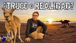 CANGUROS en la PLAYA  La verdad sobre CAPE HILLSBOROUGH | T12-E15