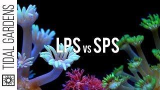 Large Polyp Stony (LPS) vs Small Polyp Stony (SPS) Corals