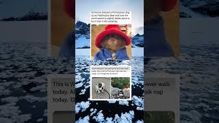 Someone dressed their dog up like Paddington