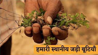 स्थानीय जड़ी बूटियाँ Local Herbs and Medicinal Plants | Pala Ram Daya Nagar - Raison | The Quest