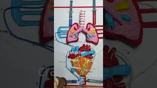 blood circulation working model - shorts - 3d with syringes | craftpiller