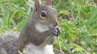 A Squirrel closed up HD (no talking)