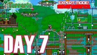  Terraria Day 7 LIVE Stream :  EXPERT BOSS HUNTING  CALAMITY MOD |REVENGEANCE MODE! #live