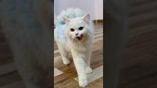 blue white big fluffy cat