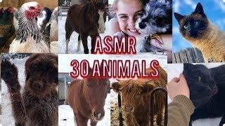 ASMR Meet my 30 ANIMALS