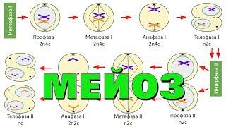Мейоз - деление клетки | самое простое объяснение