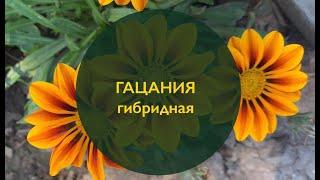 Гацания гибридная (Gazania rigens) садовые цветы