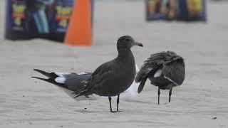 Heermann’s and a western gull