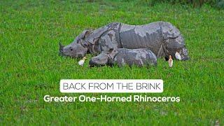 The Return of Kaziranga’s Greater One-horned Rhinoceros