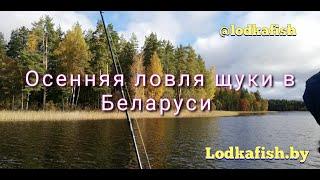 Осенняя рыбалка с лодки. Смотрим как щука выглядит в эхолоте и на крючке. Ловля на крупный силикон.