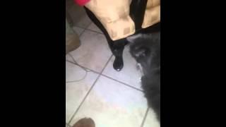 Shoe lace play