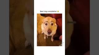 I dare you not to laugh at these funny dogs  