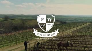 Wine University I: What Is Terroir?