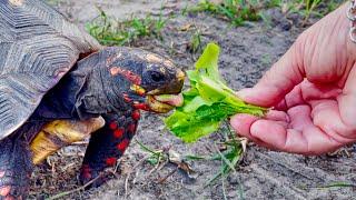 Feeding My Pet Turtle Lettuce I Grew In My Garden