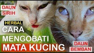 Cara Mengobati Mata Kucing Ber Air dan Berselaput Putih