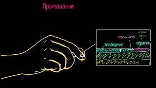 Откуда берутся ногти и волосы?(видео 4) | Анатомия человека | Биология