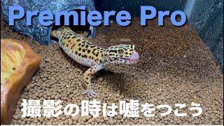 撮影のちょっとしたコツと動画編集【Adobe Premiere Pro】