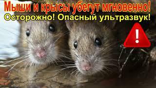 7 минут ужаса для грызунов! Осторожно! Ультразвук!/7 minutes of horror for rodents! Carefully!