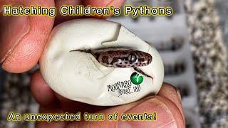 Hatching Children’s Pythons! (2024)