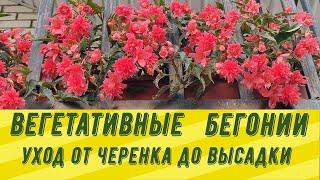 ВЕГЕТАТИВНЫЕ БЕГОНИИ. Уход от черенка до высадки в кашпо.