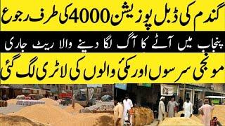 Today Wheat price in punjab//گندم کا ریٹ 2024/munji makki till sarso/Galla mandi rate today