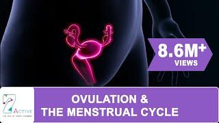 OVULATION & THE MENSTRUAL CYCLE